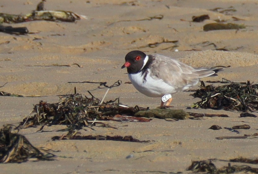 Hooded Plover - ML558859211