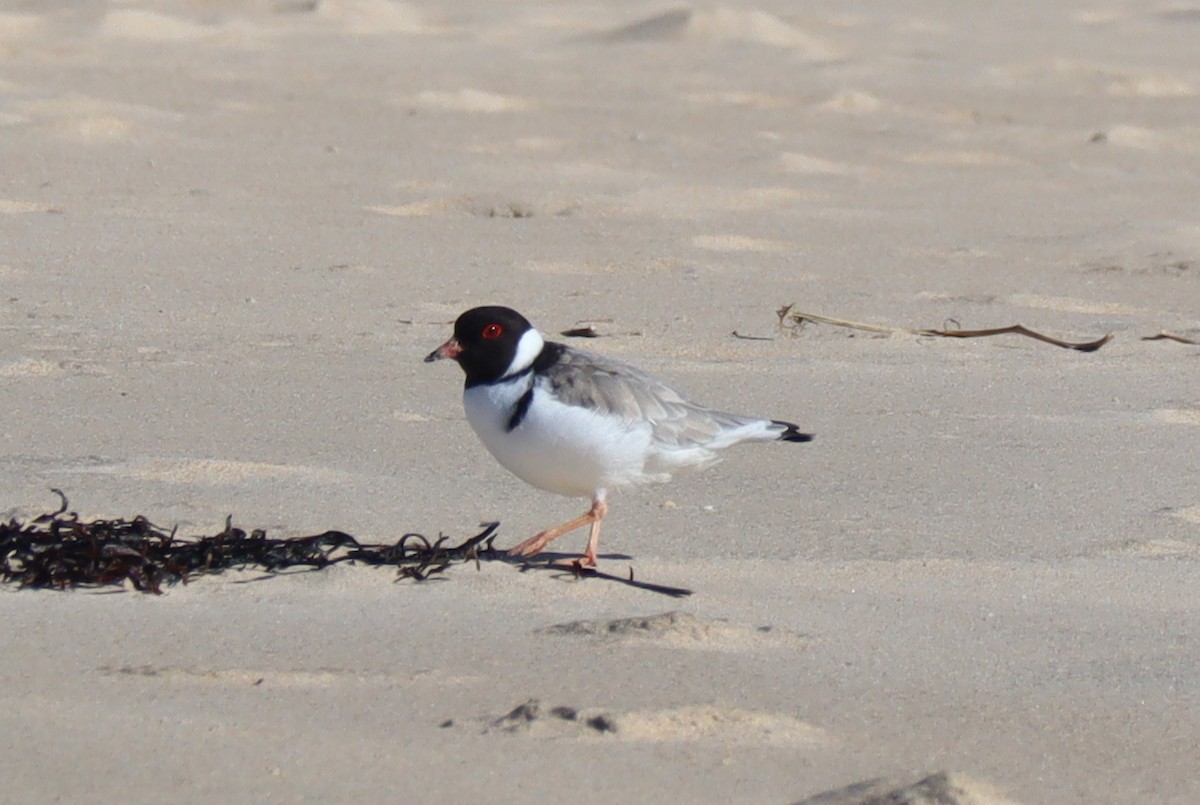 Hooded Plover - Paul Rowan