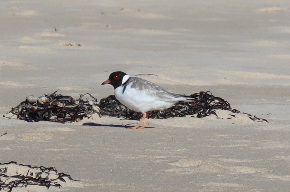 Hooded Plover - Paul Rowan