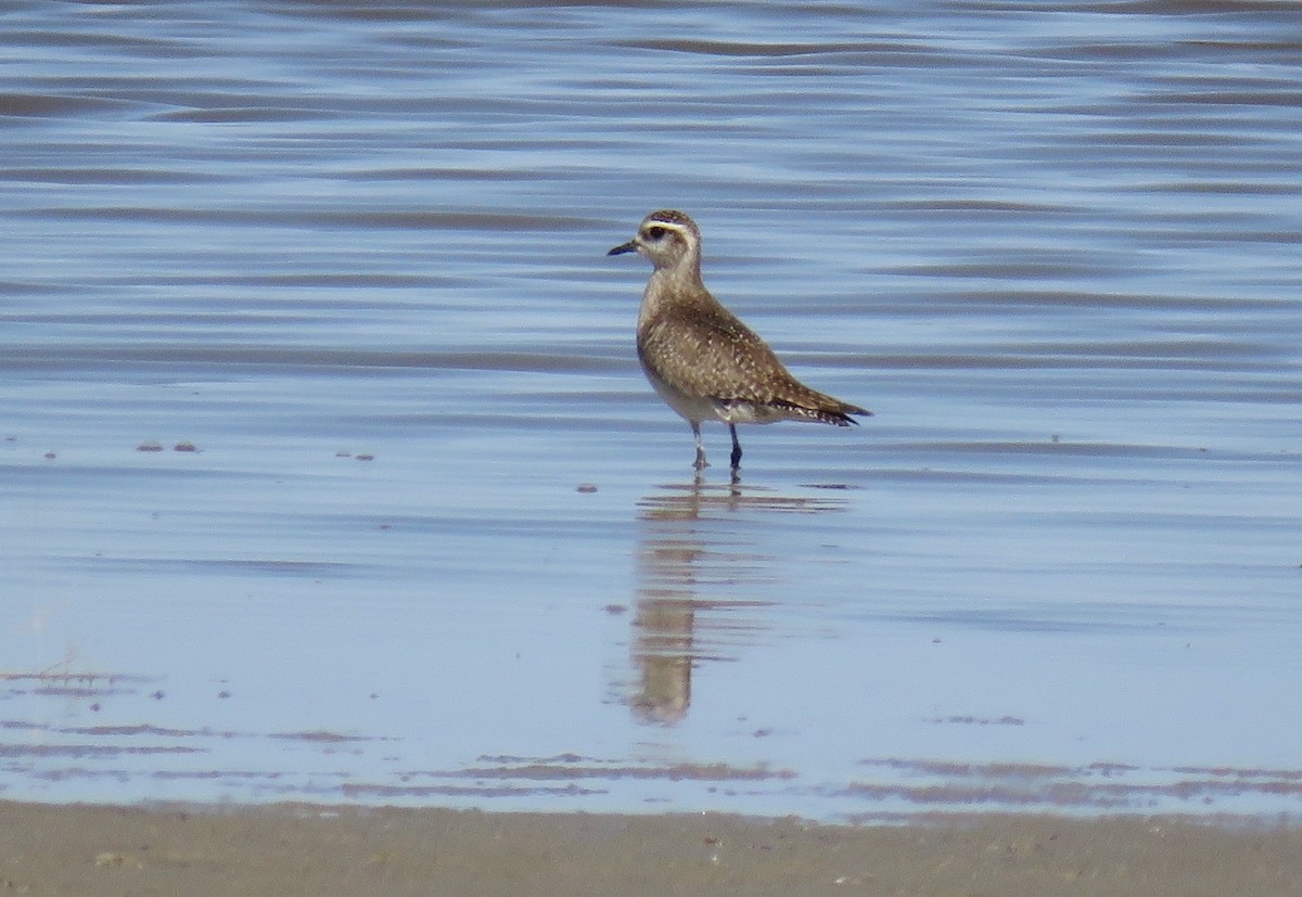 American Golden-Plover - ML558859541