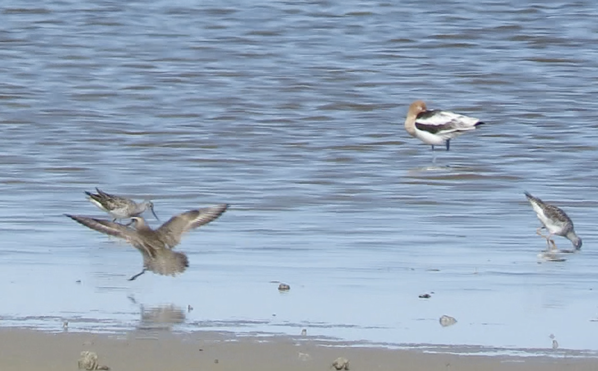 American Golden-Plover - ML558859561