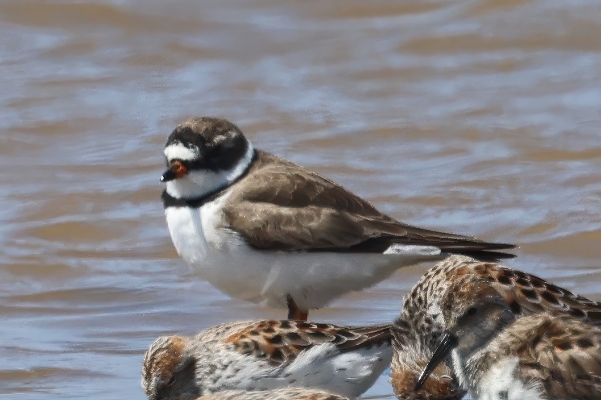 Semipalmated Plover - ML558859721