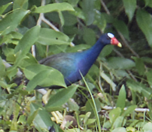 Purple Gallinule - ML558859981