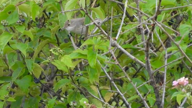 Greater Whitethroat - ML558860341