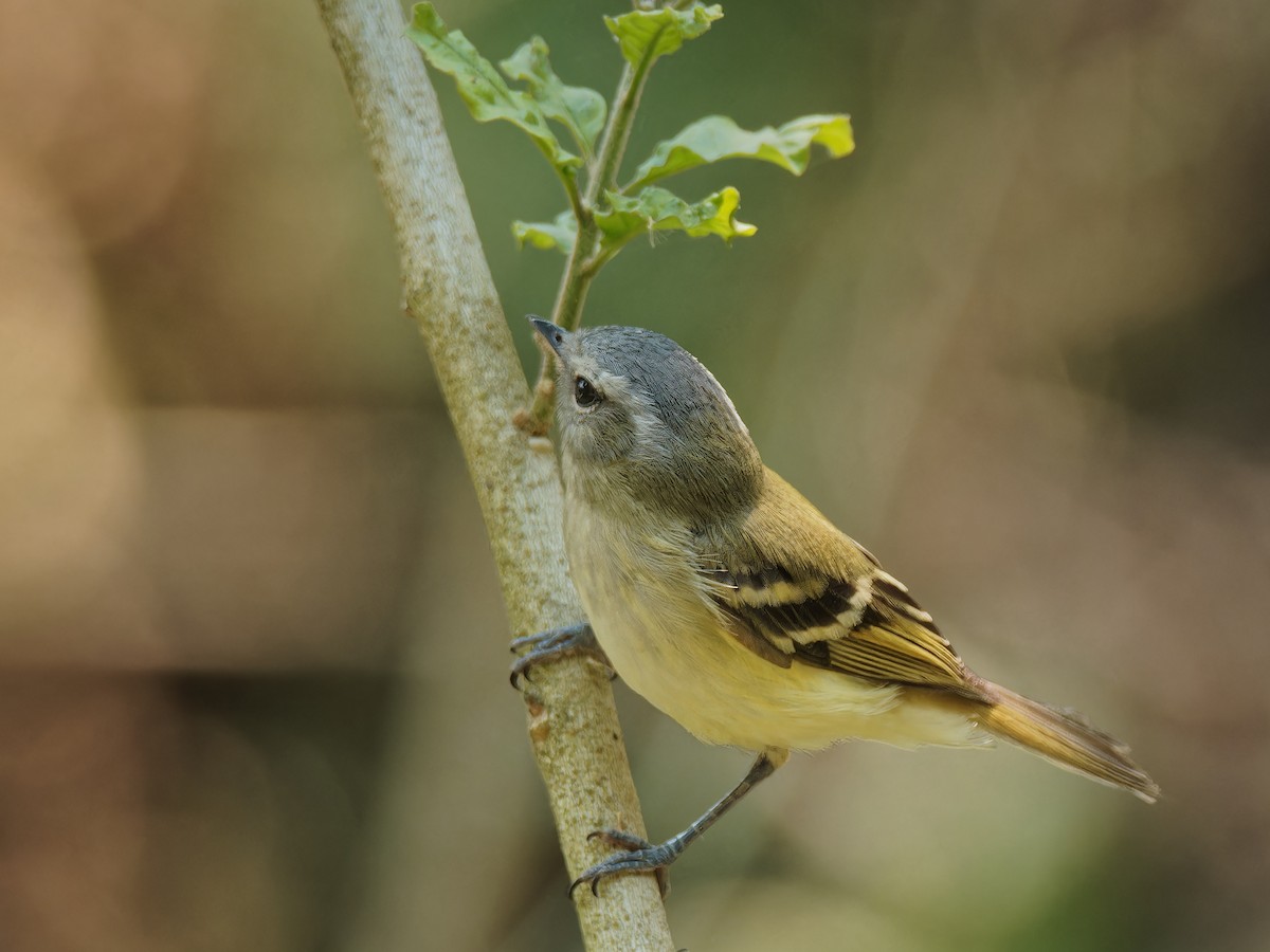 Buff-banded Tyrannulet - ML558862061