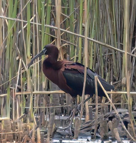 Glossy Ibis - ML558862141