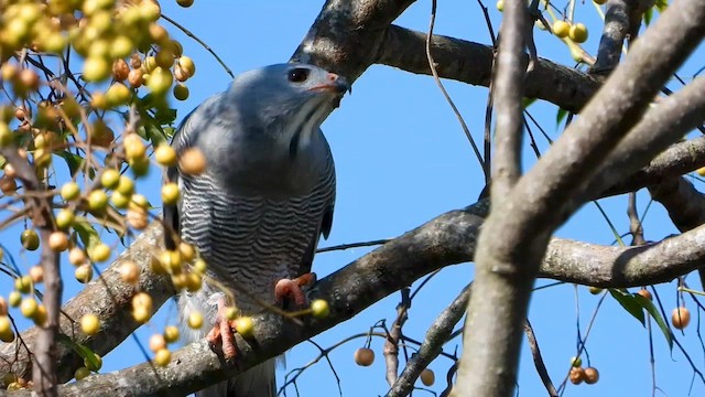 Lizard Buzzard - ML558864681