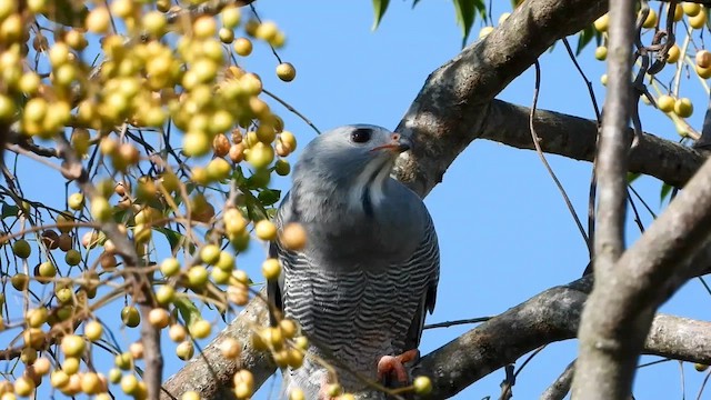 Lizard Buzzard - ML558864691