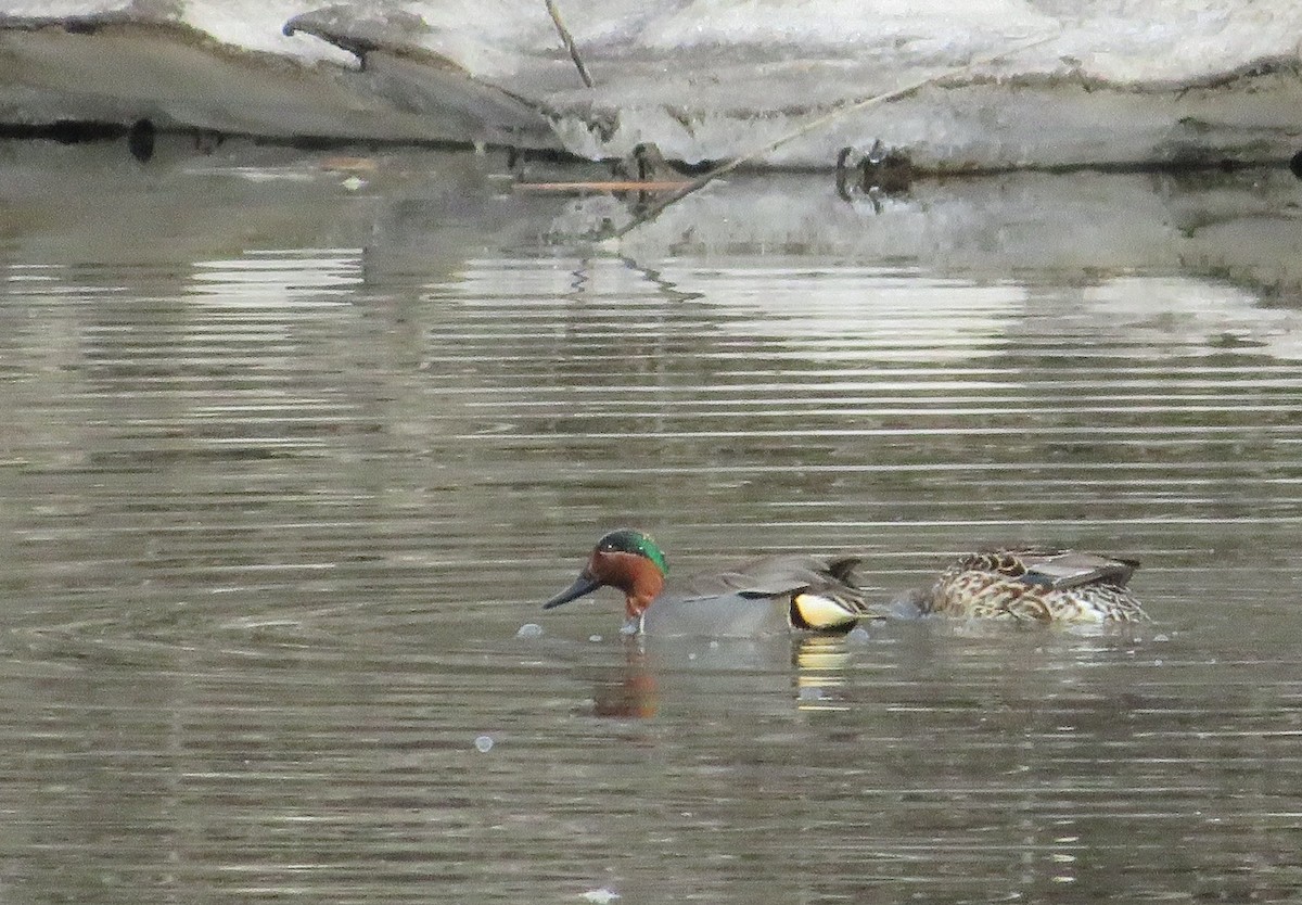 Green-winged Teal - ML558865401