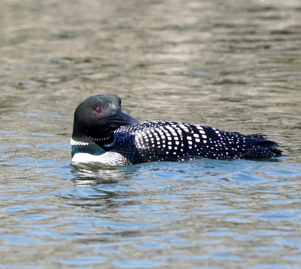 Common Loon - Sibylle Hechtel