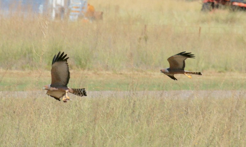 Spotted Harrier - ML558869111