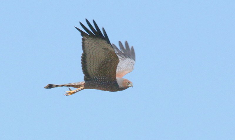 Spotted Harrier - ML558869121