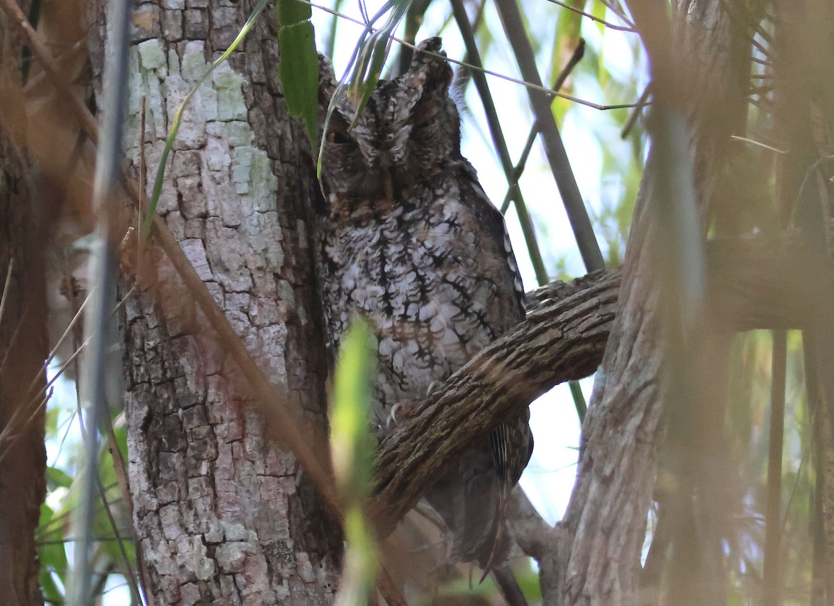 Middle American Screech-Owl - ML558869291