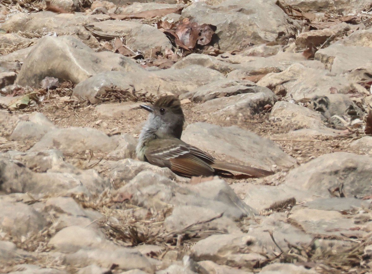 Nutting's Flycatcher - ML558869411