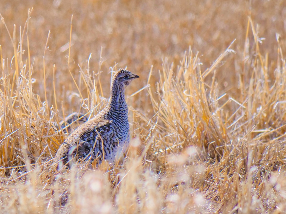 Sharp-tailed Grouse - ML558869911