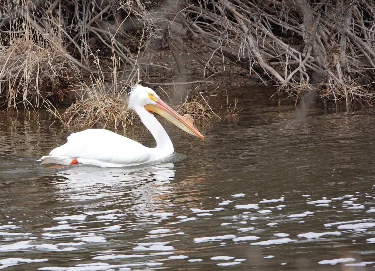 American White Pelican - ML558870591