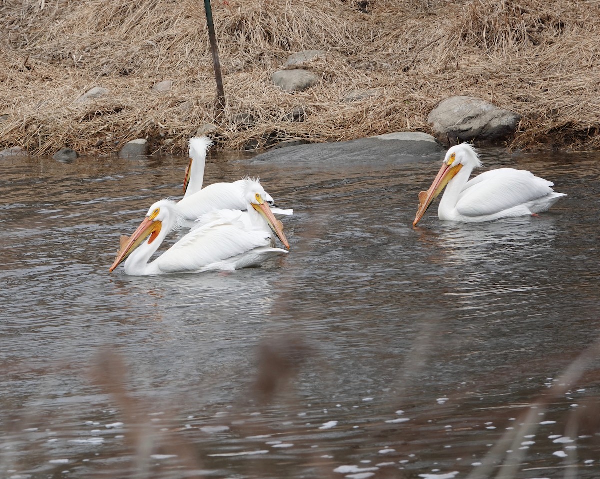 American White Pelican - ML558870611