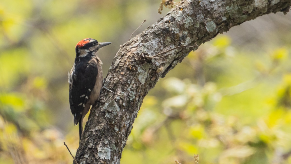 Hairy Woodpecker - ML558871361