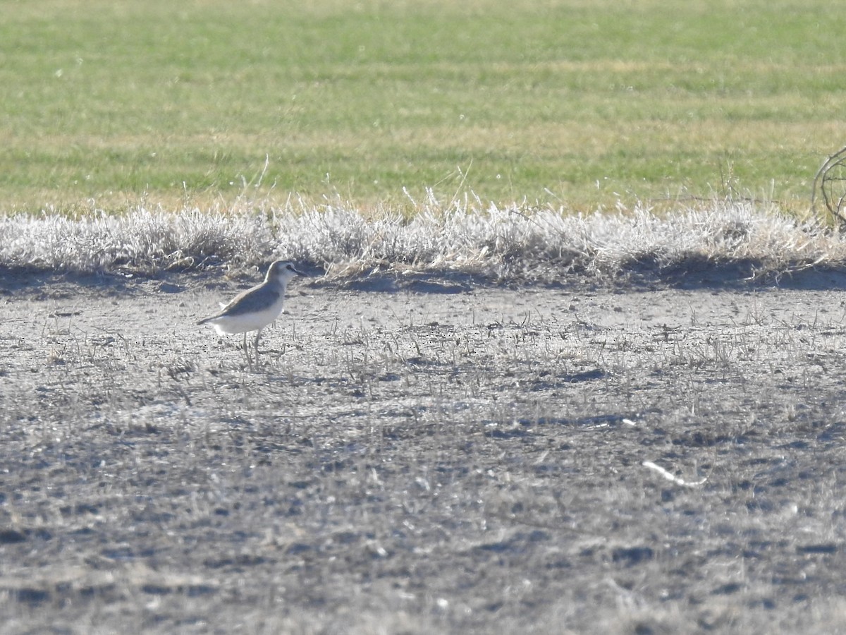 Mountain Plover - ML558872201