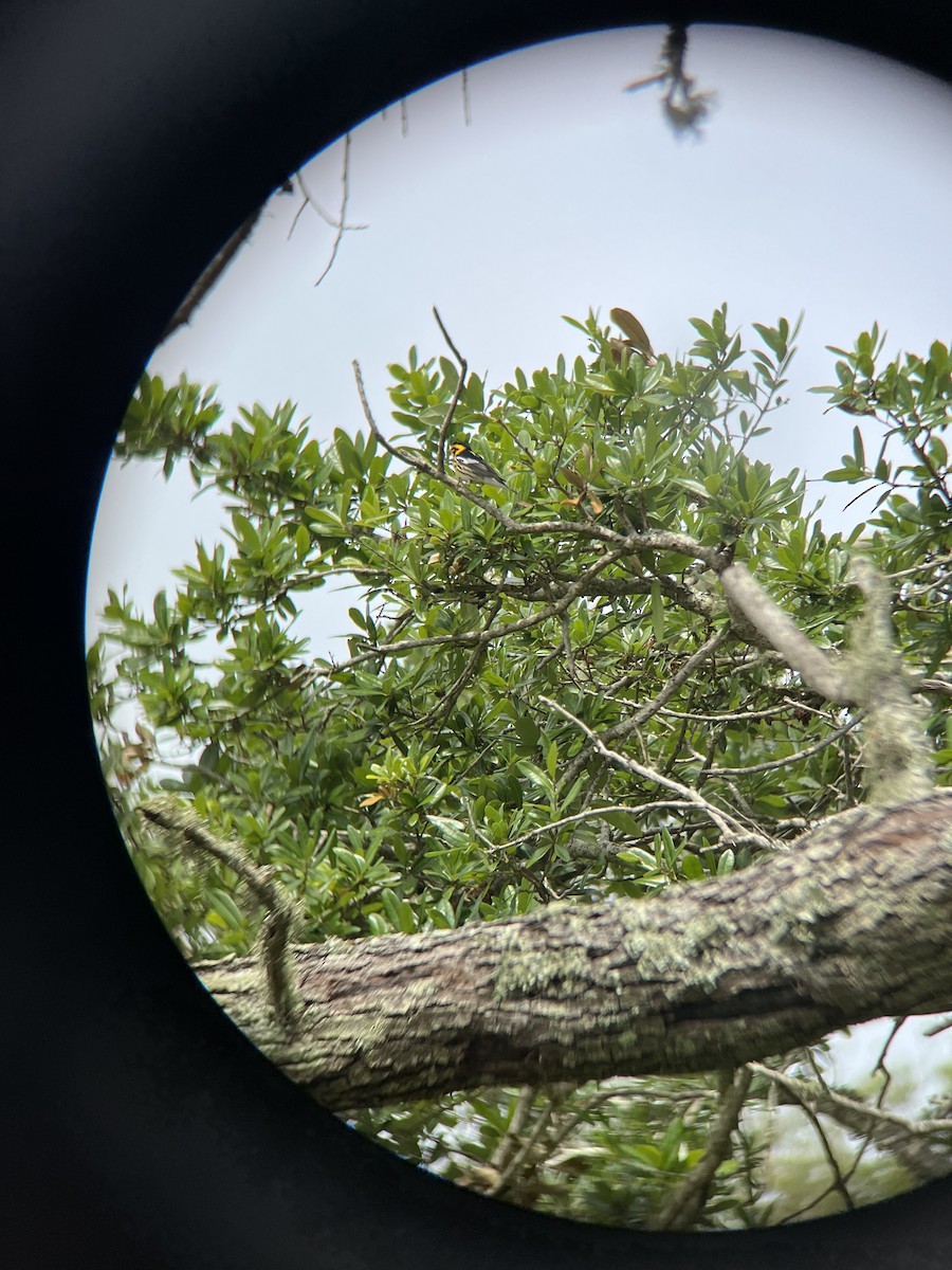 Blackburnian Warbler - ML558872431