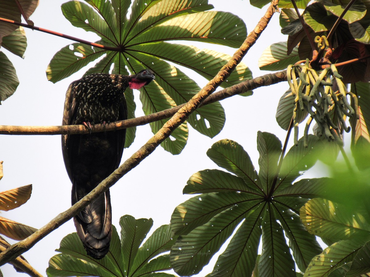 Crested Guan - ML558873841