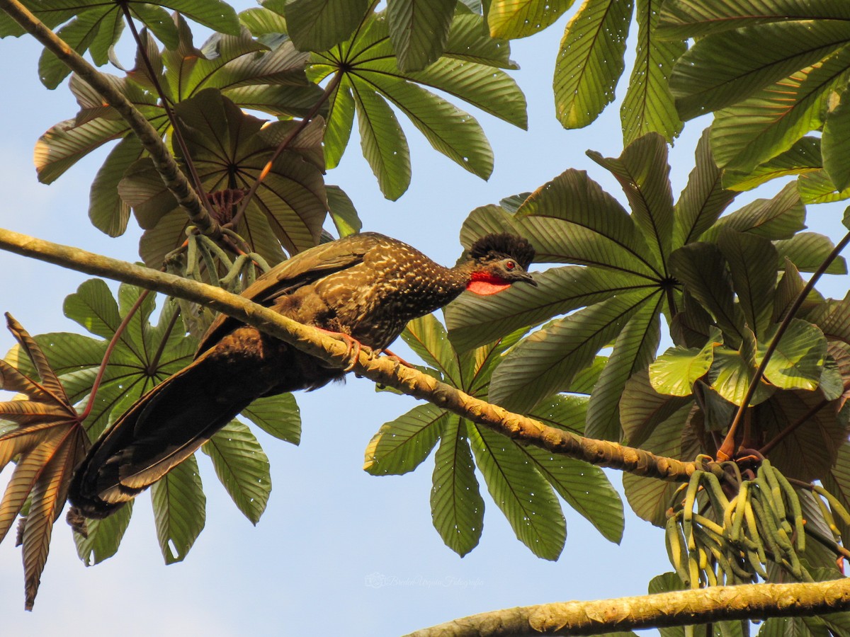 Crested Guan - ML558873851