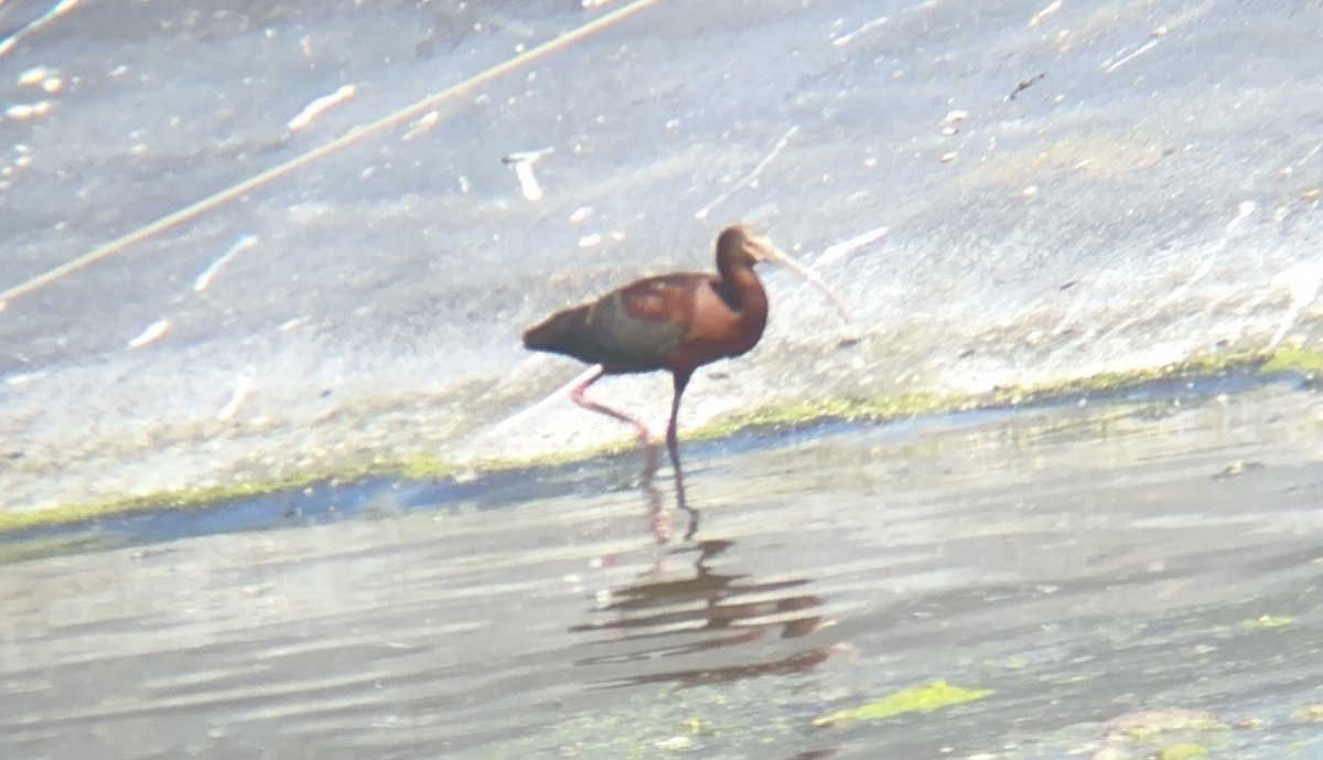 ibis americký - ML558874381