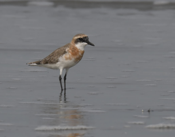 Tibetan Sand-Plover - ML558875911