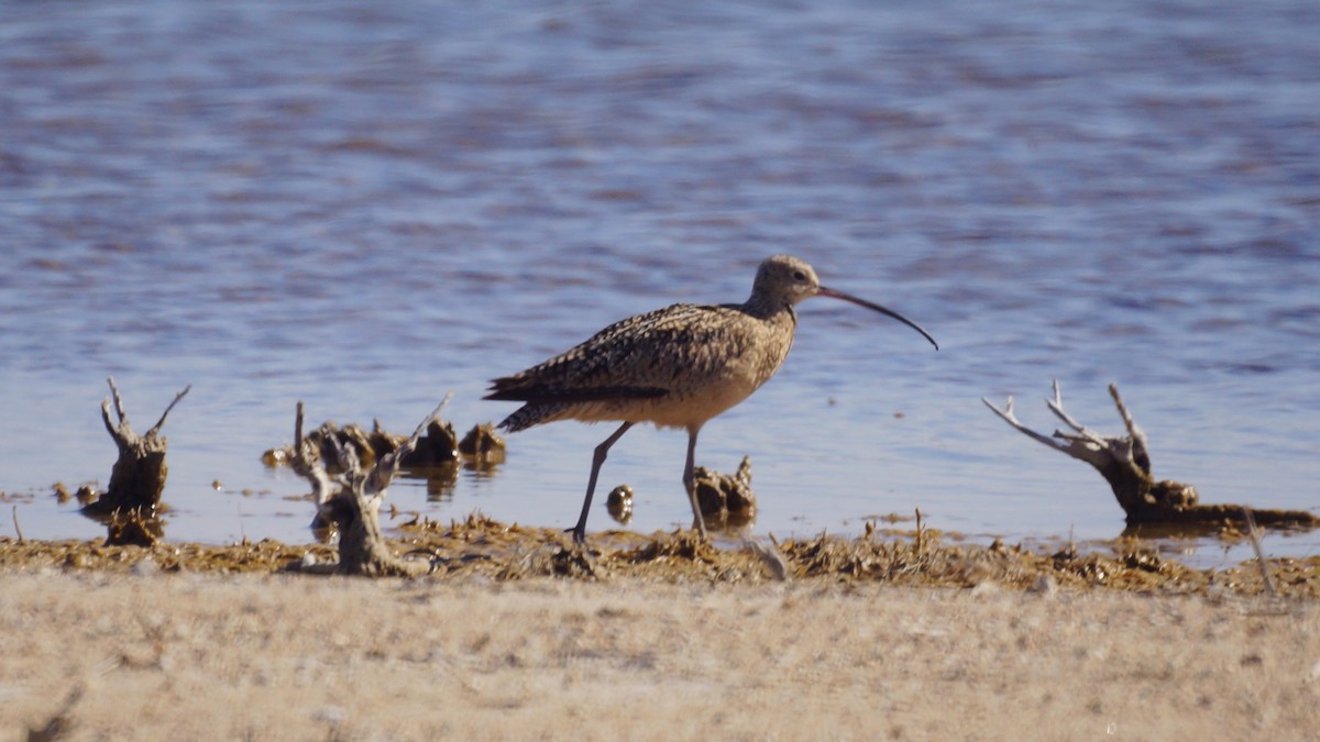Long-billed Curlew - ML558878791