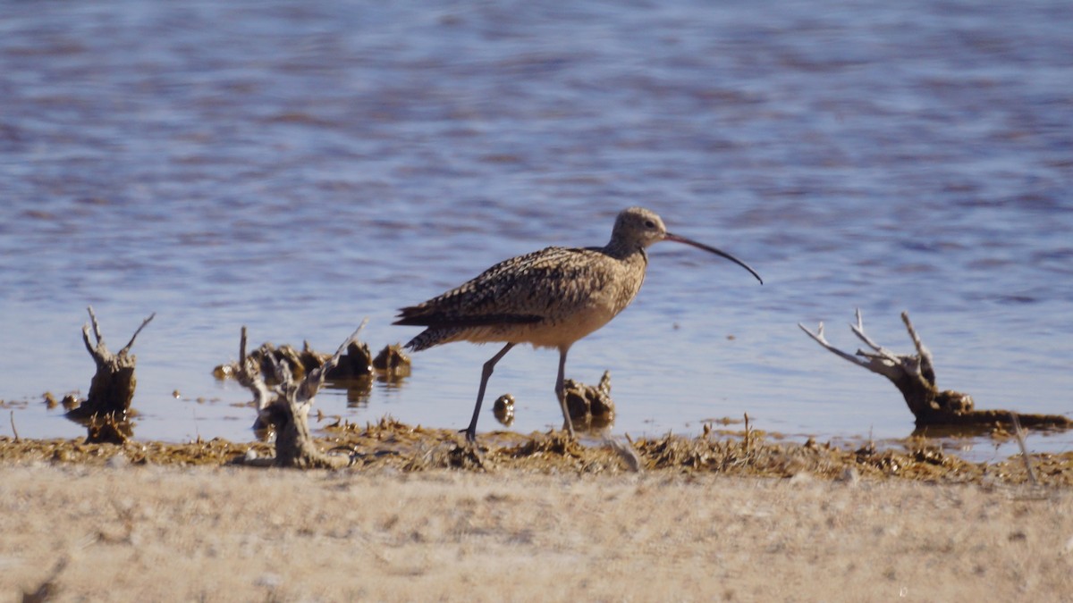 Rostbrachvogel - ML558878791