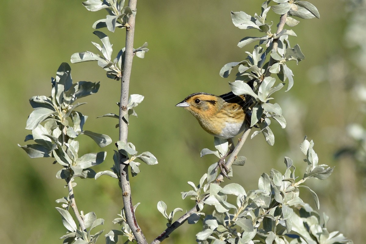 Nelson's Sparrow (Interior) - ML558879941