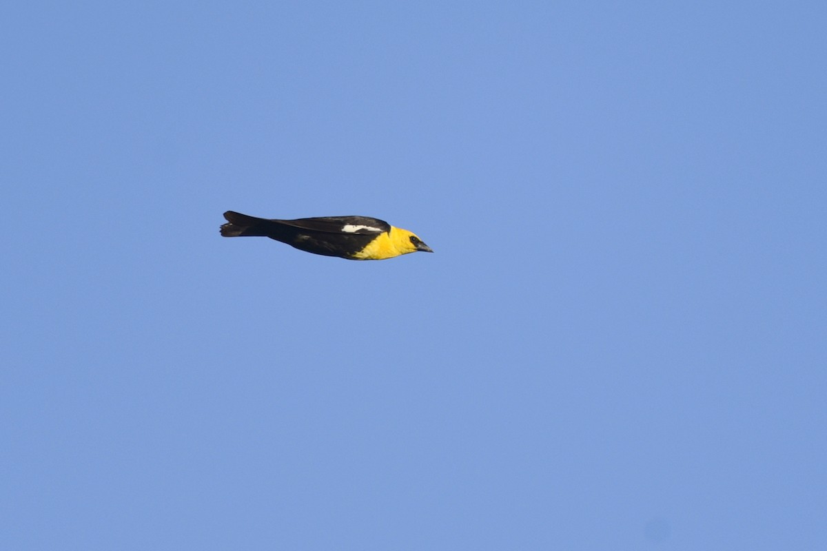 Yellow-headed Blackbird - ML558880051