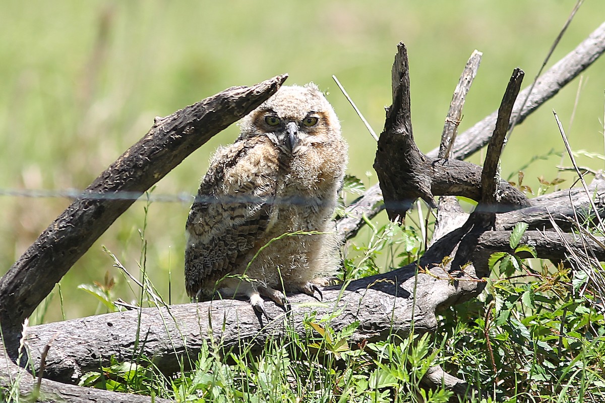 Great Horned Owl - ML558880231