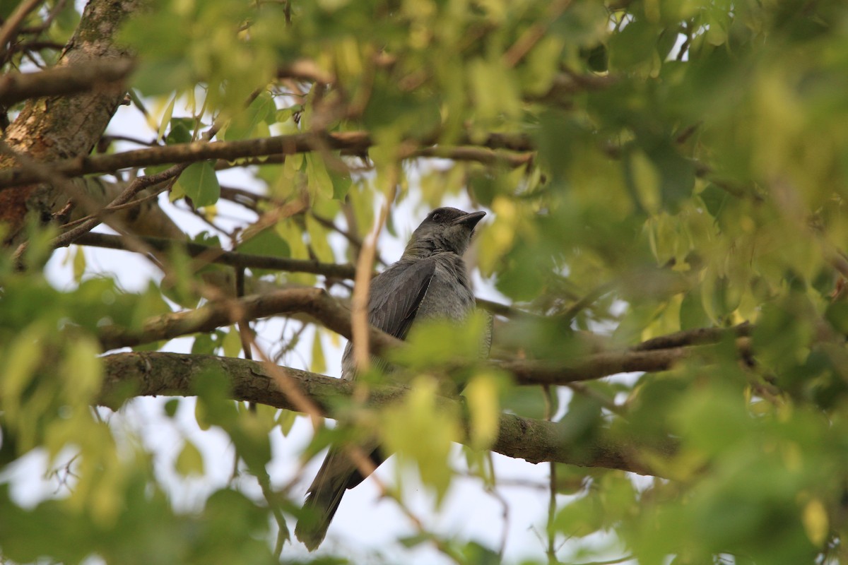 Large Cuckooshrike (Indian) - ML558880661