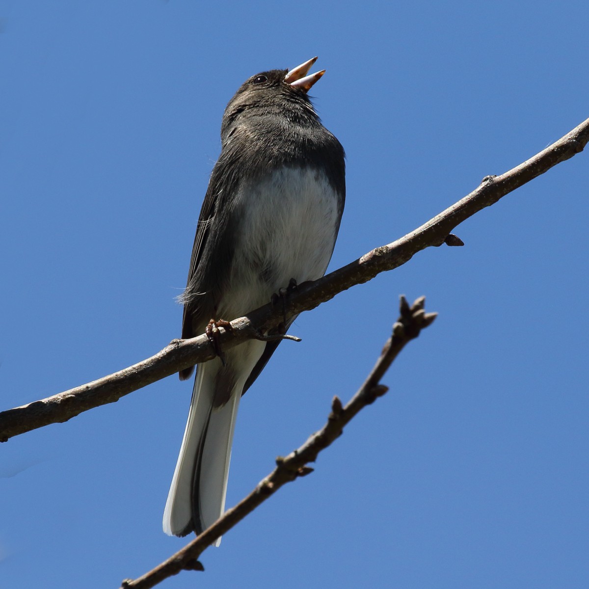 Dark-eyed Junco (Slate-colored) - Dan Vickers