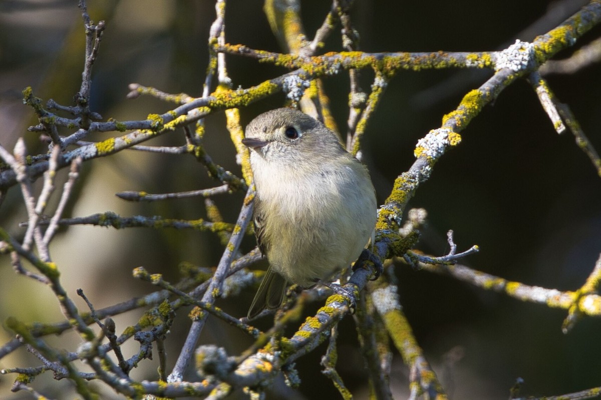 Hutton's Vireo - Kevin Thomas