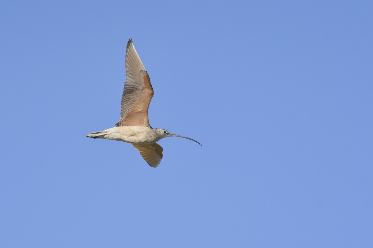 Long-billed Curlew - Daniel Irons