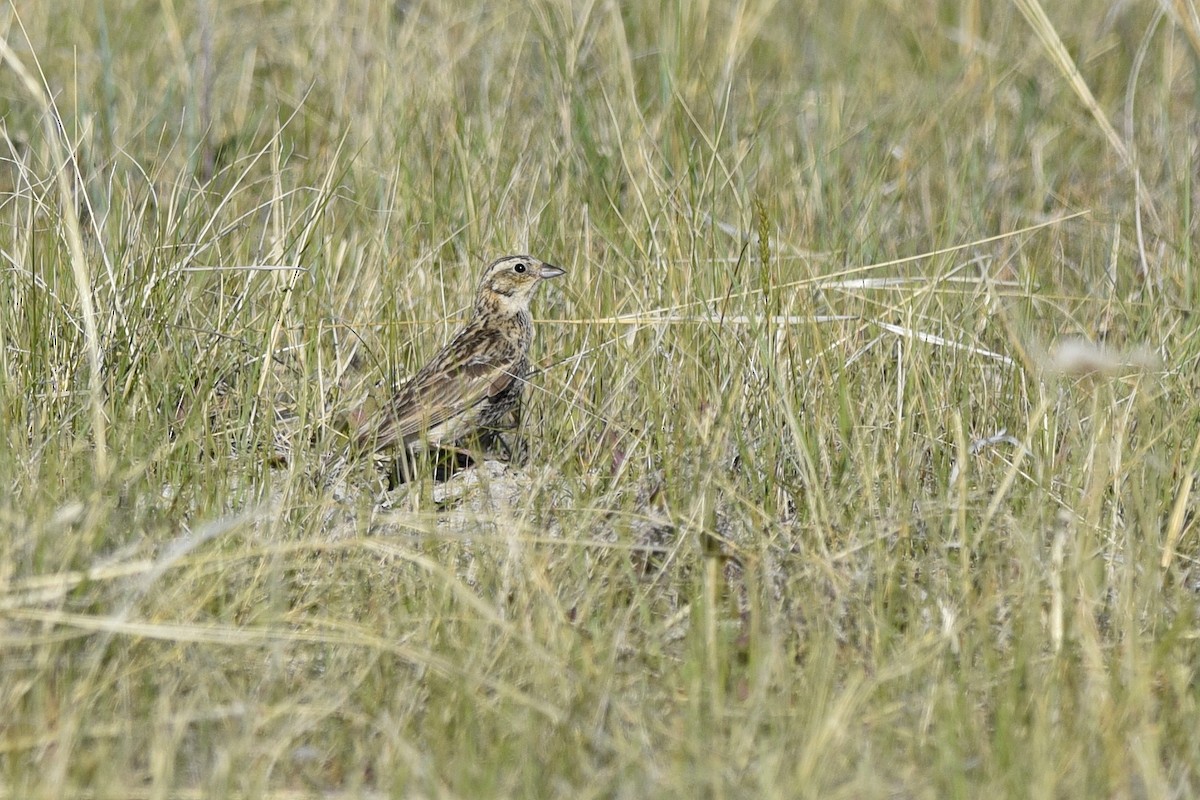 Chestnut-collared Longspur - Daniel Irons