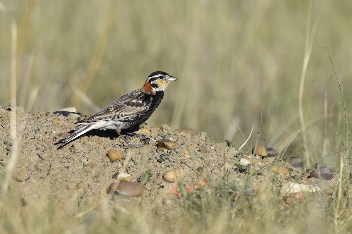 Chestnut-collared Longspur - ML558881361