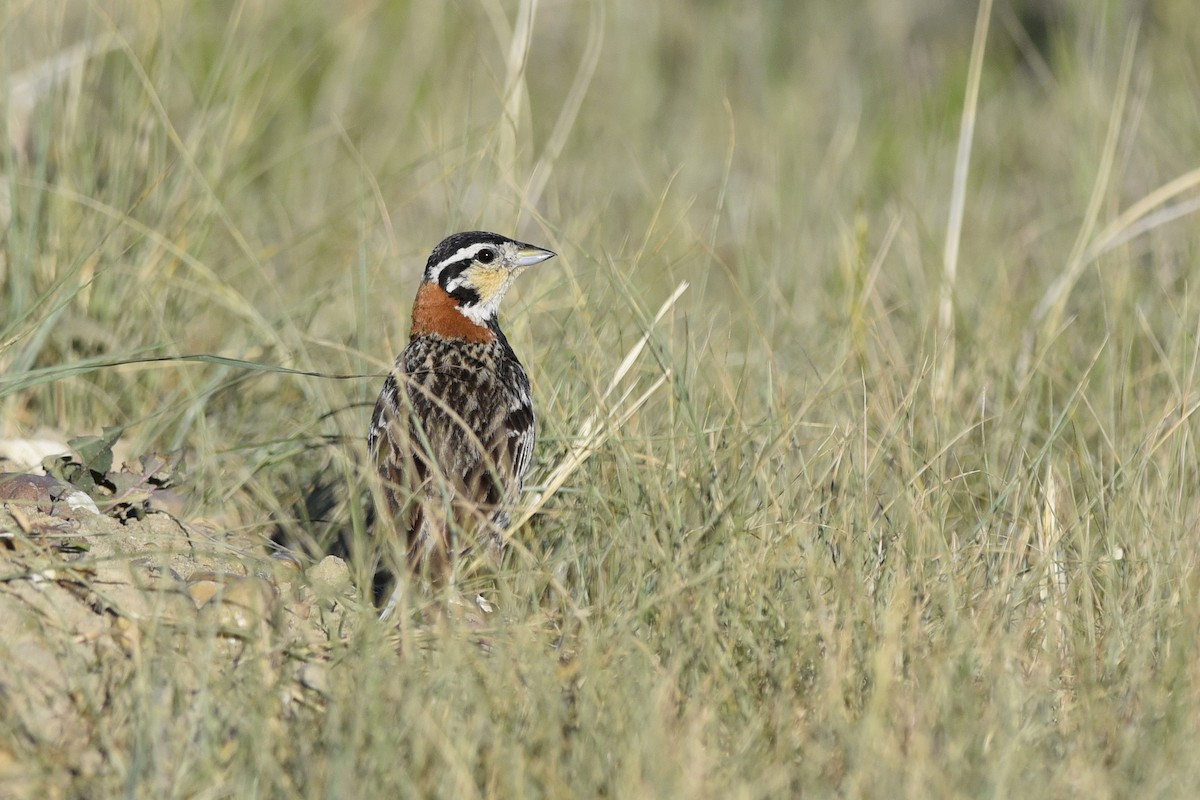 Chestnut-collared Longspur - Daniel Irons