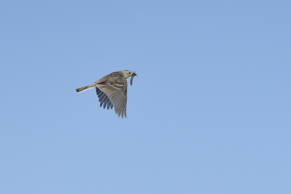 Sprague's Pipit - Daniel Irons