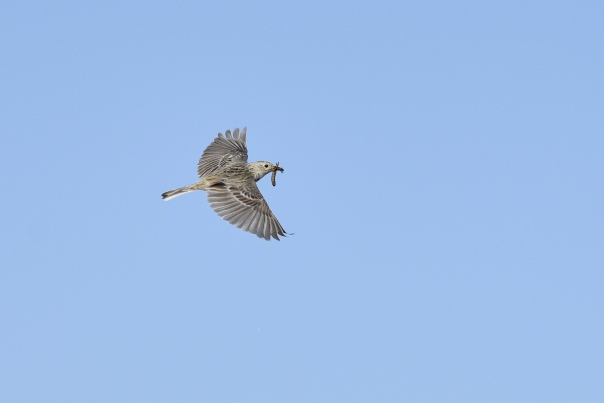 Sprague's Pipit - Daniel Irons