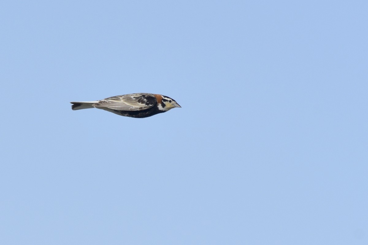 Chestnut-collared Longspur - Daniel Irons