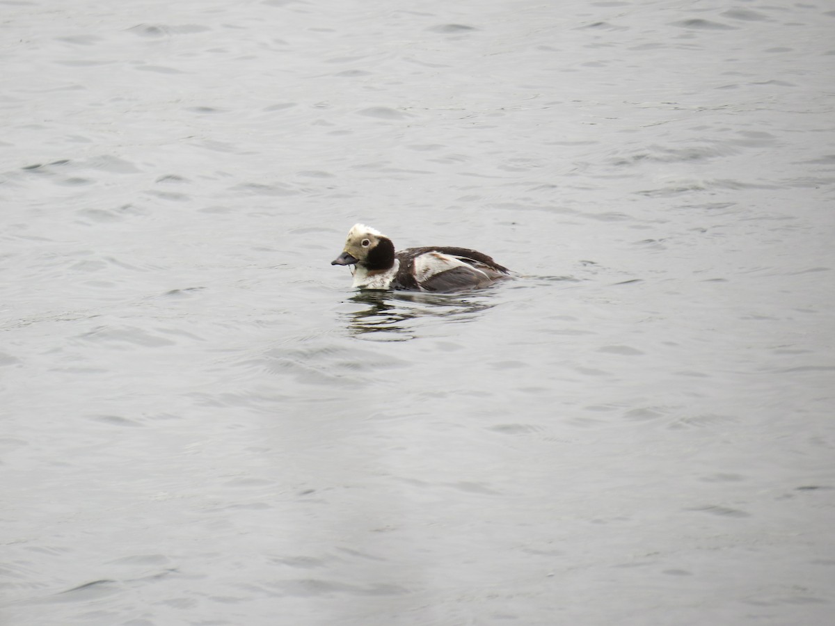 Long-tailed Duck - ML55888441