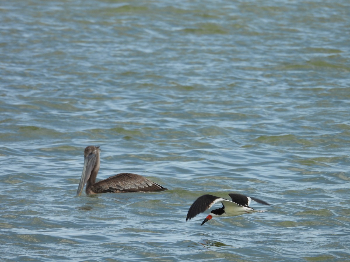 Brown Pelican - ML558885541