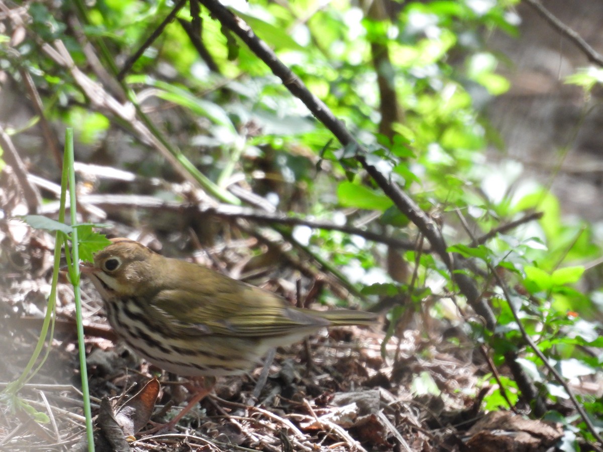 Ovenbird - ML558887551