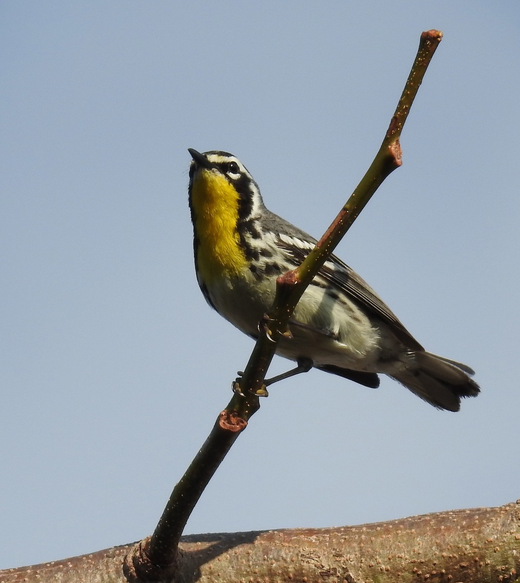 Yellow-throated Warbler - ML55888801