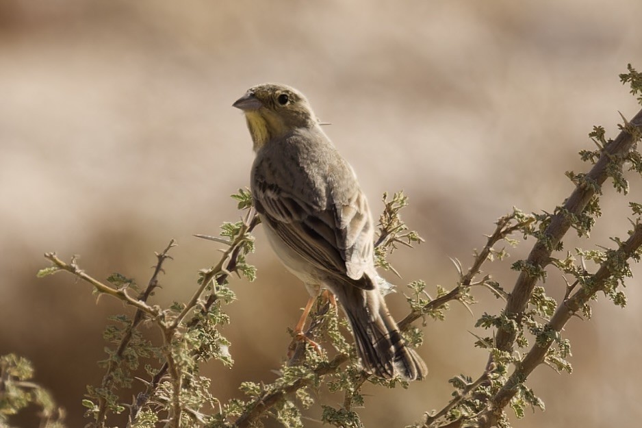 Cinereous Bunting - ML558888471