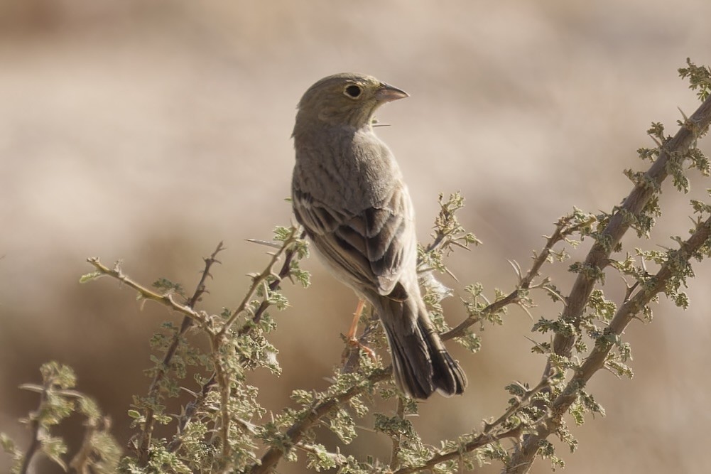 Cinereous Bunting - ML558888481