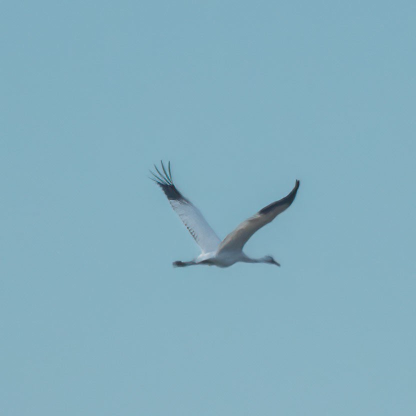 Whooping Crane - ML558888501